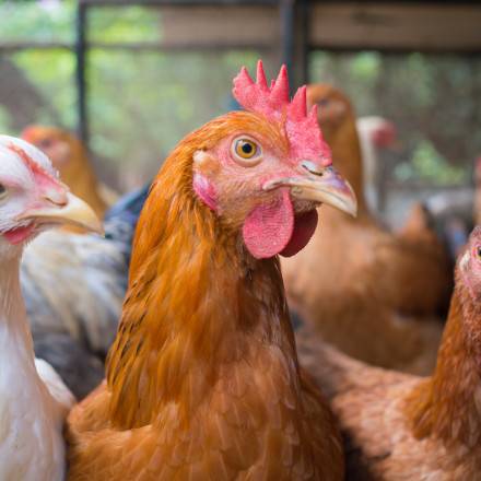 Poules grippe aviaire