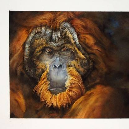 Corinne Poplimont - Orang-outan