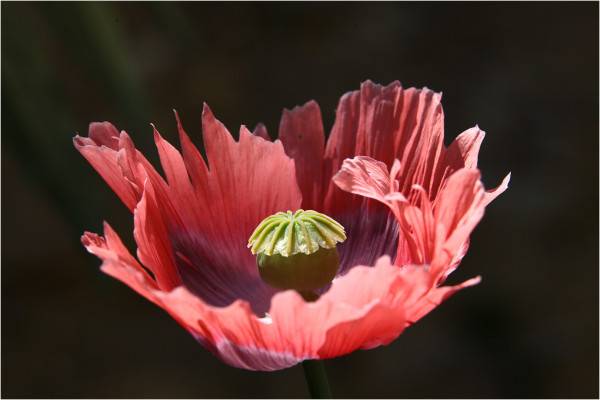 Photo intitulée "Pavot" d'Alain Vauzanges