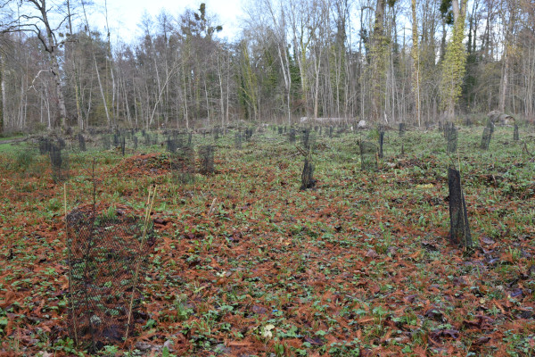 Nouvelles plantations parc 