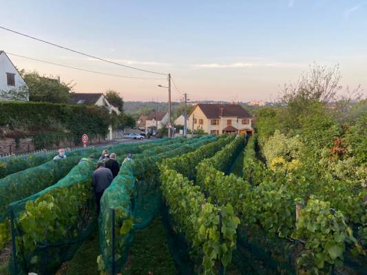 Vigne du Petit Robinson à Osny