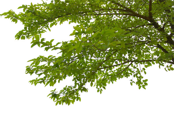 DEDD entretient nos arbres