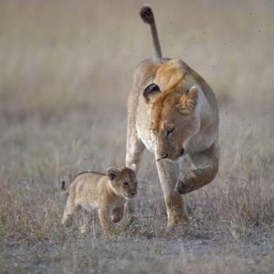 La lionne et le lionceau