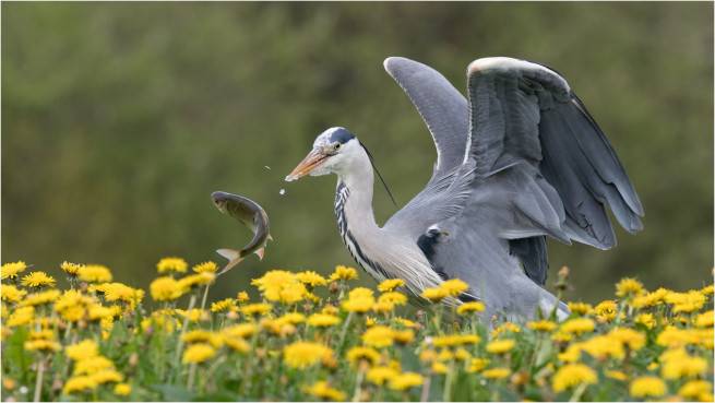 La pêche du héron, de Sylvie Boché