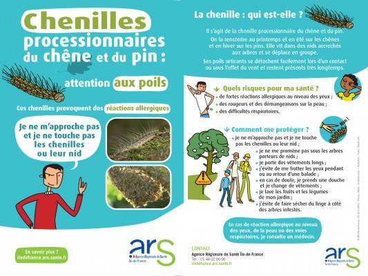 Chenilles processionnaires du chêne et du pin