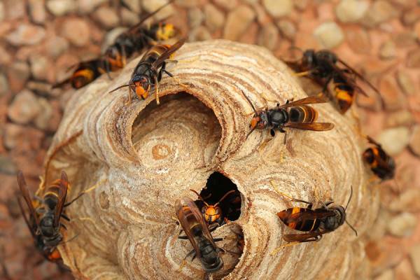 Frelon asiatique - Nid