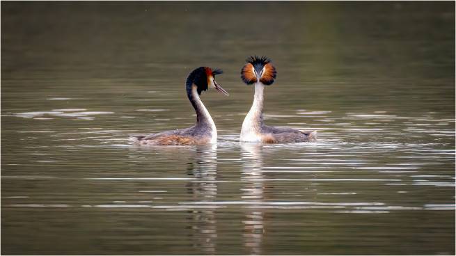 Parade de grèbes, de Michel Gallotte