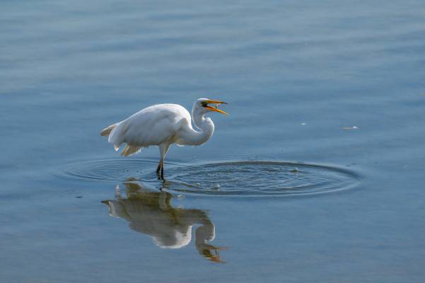 Le repas de l'aigrette de Laurent Huot