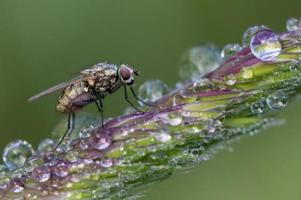 La mouche de Jean-Pierre Le Lezec
