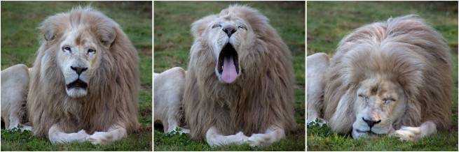 Grosse fatigue, de Clothilde Lanez