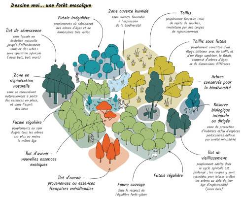 Infographie La fôret mosaïque