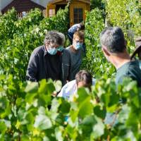 Vigne du Petit Robinson à Osny, vendanges 2020