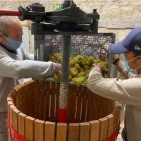 Vigne du Petit Robinson à Osny, vendanges 2020