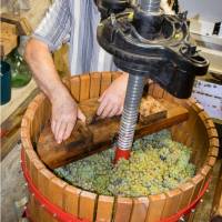 Vigne du Petit Robinson à Osny, vendanges 2020