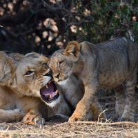 Photo "Lionne et son petit" de Laurent André 