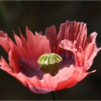 Photo "Pavot" de Vauzanges Alain 