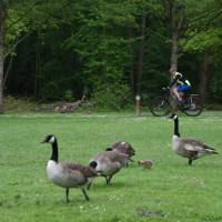 Foulées osnyssoises 8/5/23