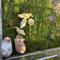 Chasse aux œufs et ferme sur le marché 31 mars 2024