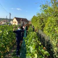 Vigne du Petit Robinson à Osny, vendanges 2020