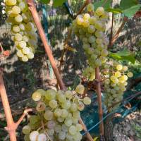 Vigne du Petit Robinson à Osny, vendanges 2020
