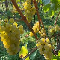 Vigne du Petit Robinson à Osny, vendanges 2020