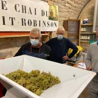 Vigne du Petit Robinson à Osny, vendanges 2020