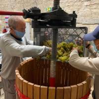 Vigne du Petit Robinson à Osny, vendanges 2020