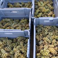 Vigne du Petit Robinson à Osny, vendanges 2020