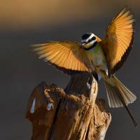 André Laurent, Le guêpier