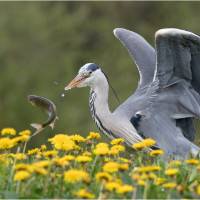 La pêche du héron, de Sylvie Boché