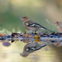 Jean-Claude Boutinaud, Les pinsons