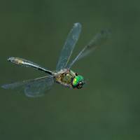 Libellule en vol de Jean-Pierre Cocquerez