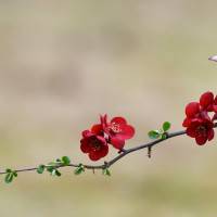 Chardonneret élégant, de Christian Decollewaert