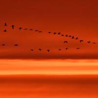 Migration matinale par Christian Decollewaert