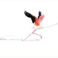 Le flamant rose, de Catherine Laporte