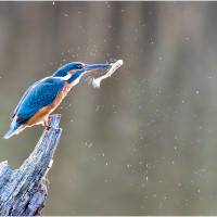 Le repas du martin, de Jean-Pierre Deluchat