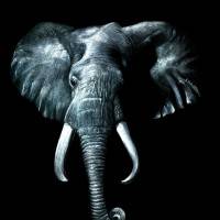Eléphant - Isabelle Cornu