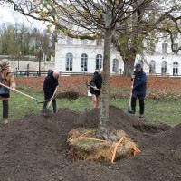Plantation nouveau tilleul - 21 novembre 2025