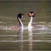Parade de grèbes, de Michel Gallotte