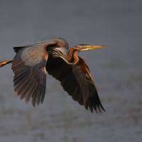 Le héron pourpré, Jean-Claude Garançon