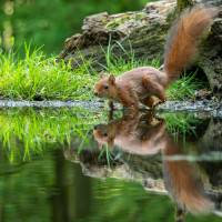 Ecureuil, de Laurent Huot