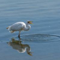 Le repas de l'aigrette de Laurent Huot
