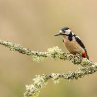 Pic épeiche, de Laurent Huot