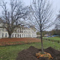 Plantation nouveau tilleul - 21 novembre 2025