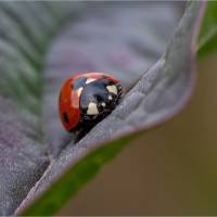 Coccinelle, de Catherine Jacquemin 