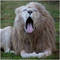 Grosse fatigue, de Clothilde Lanez