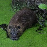 Concours photos JEP 2022 - Catégorie animaux - M. PISSARA