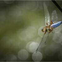 Marc Breton, "Libellule déprimée"