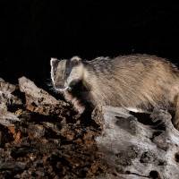 Le blaireau de Pascal Michel