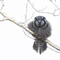 Chouette laponne, de Pascal Michel